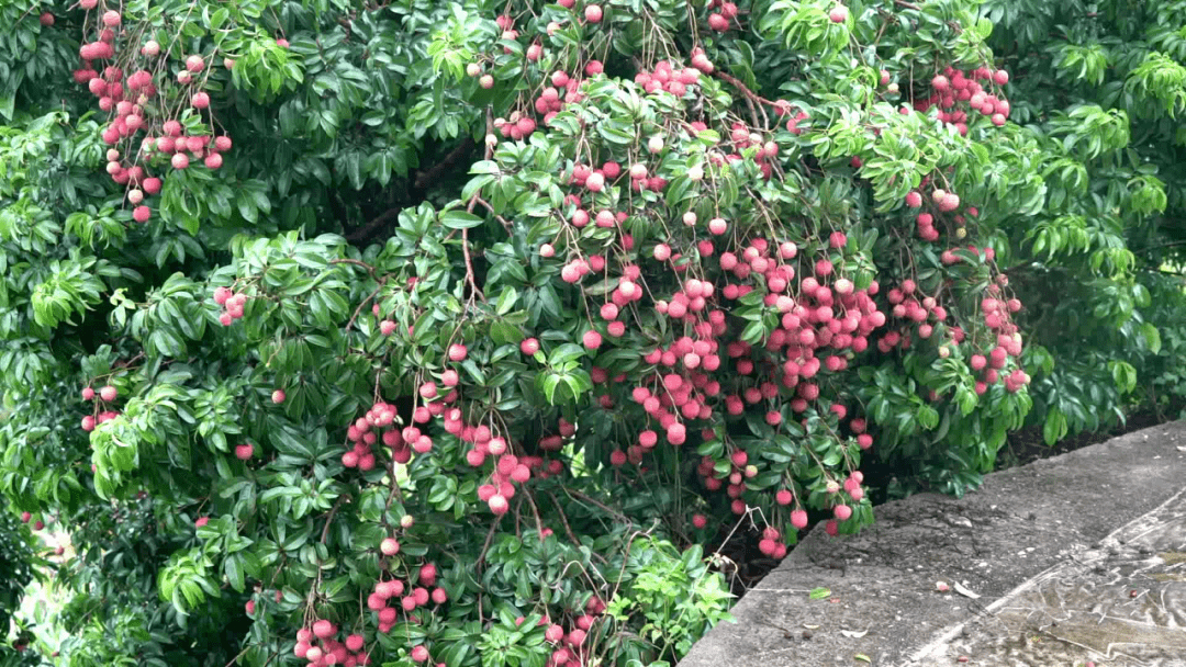 桂平麻垌荔枝, 甜!