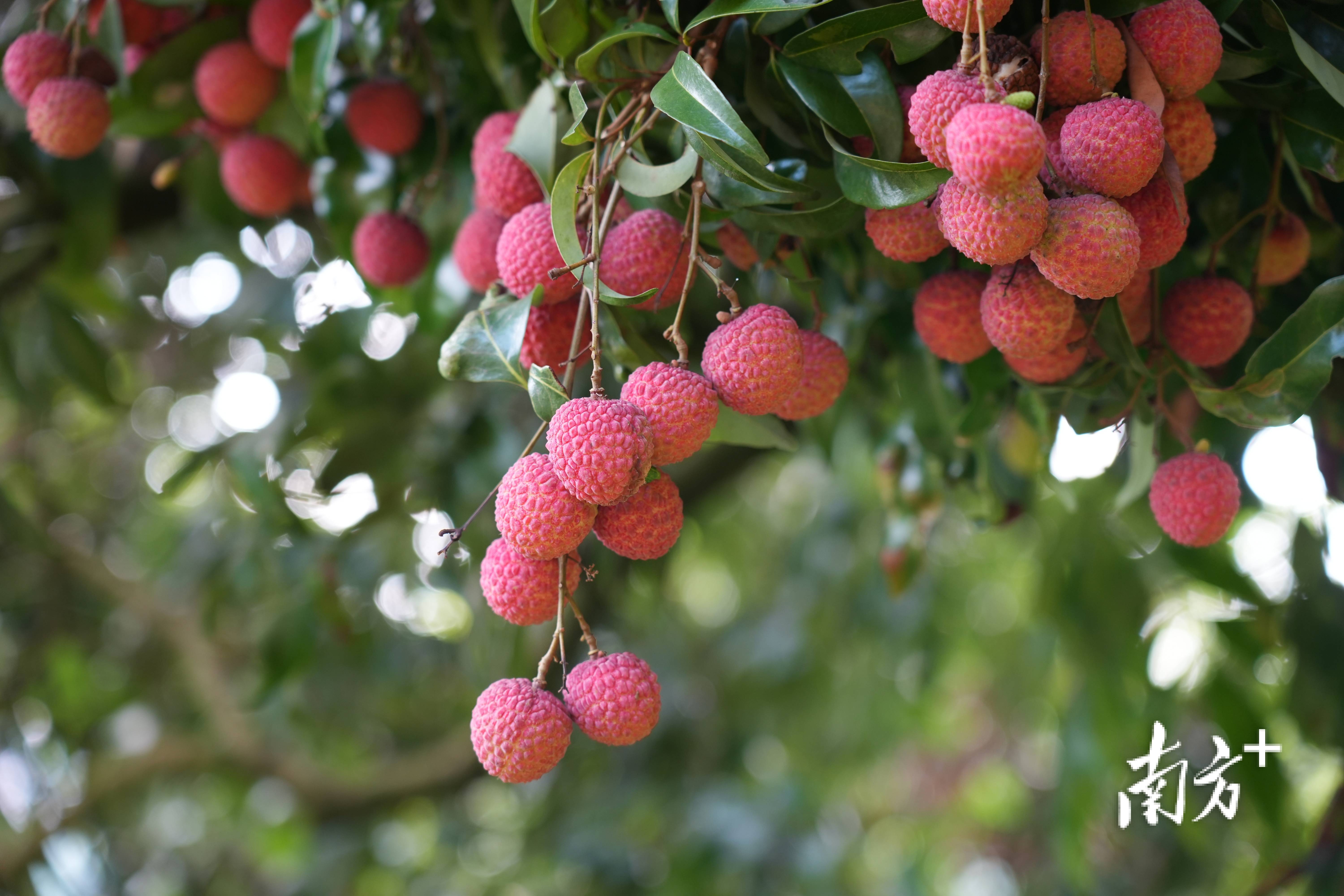 卢逸轩 摄德庆鸳鸯桂味荔枝果实成熟时,果皮颗粒中有条明显的分界线