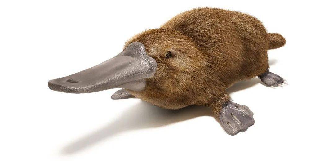 like a ducks bill, webbed feet like a frog or a duck, a tail