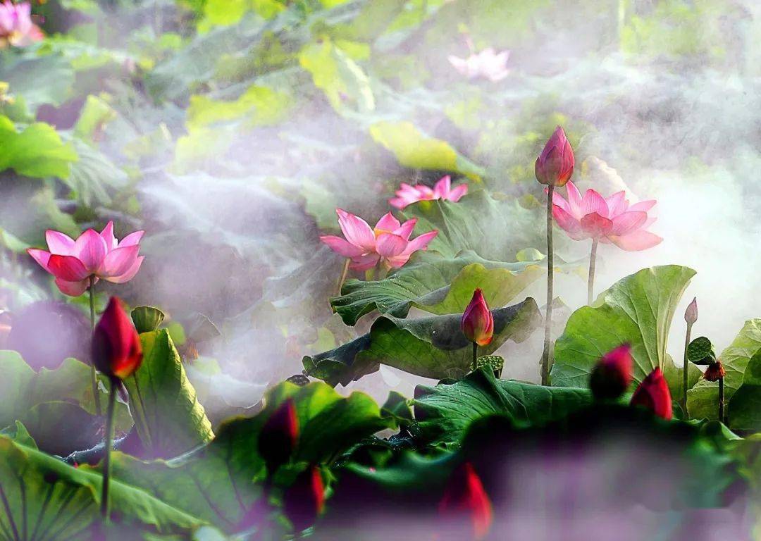 秒变PS达人｜打造具有“中国风”风格的画意“荷花图”_图层_调整_照片