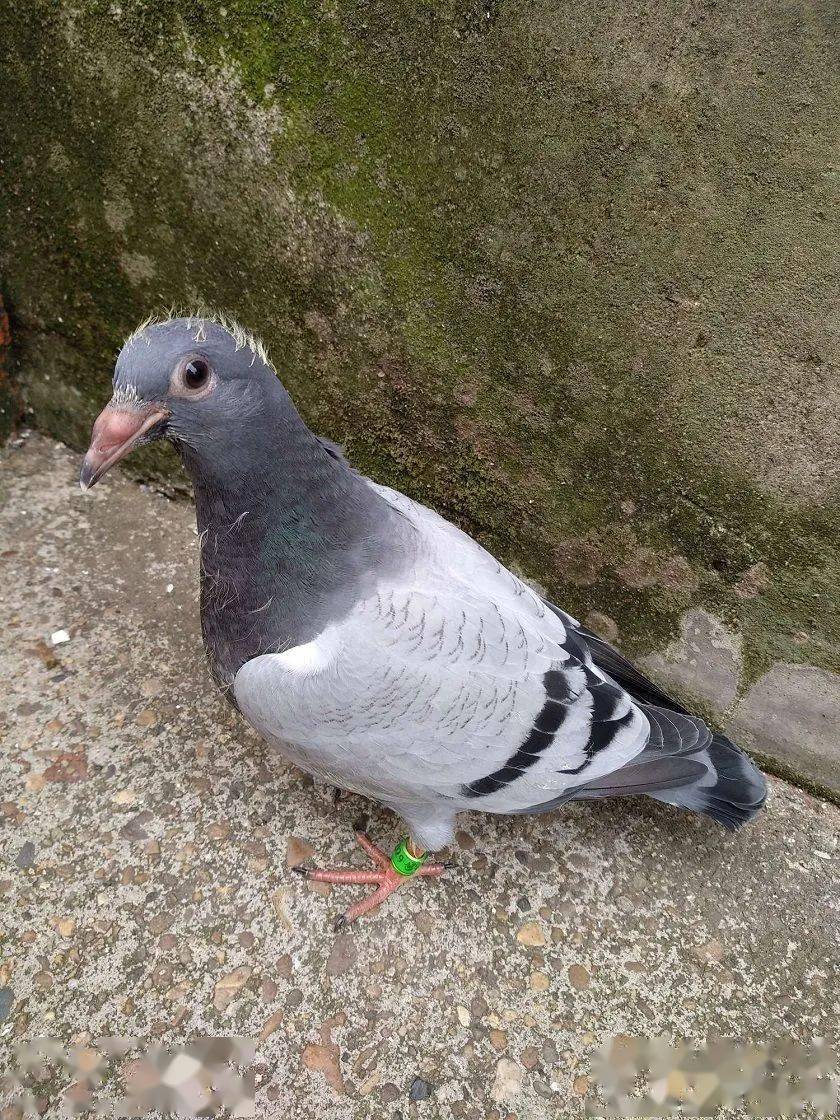 「美图」超远程夺冠妻子替夫验鸽 6月精彩图片看点多_鸽子_过往_奖杯