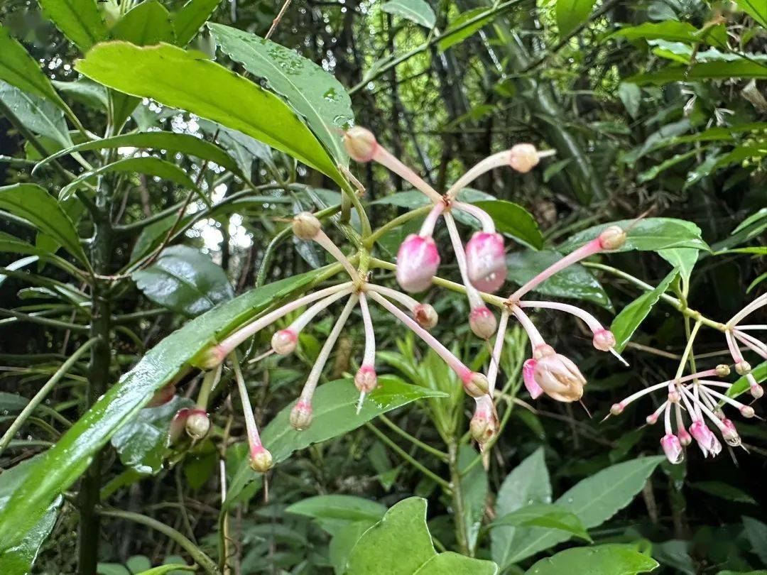 丹霞山植物轻扫