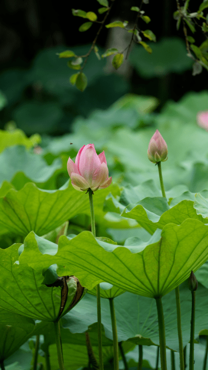 《踏莎行·游曲院风荷》庄灿煌