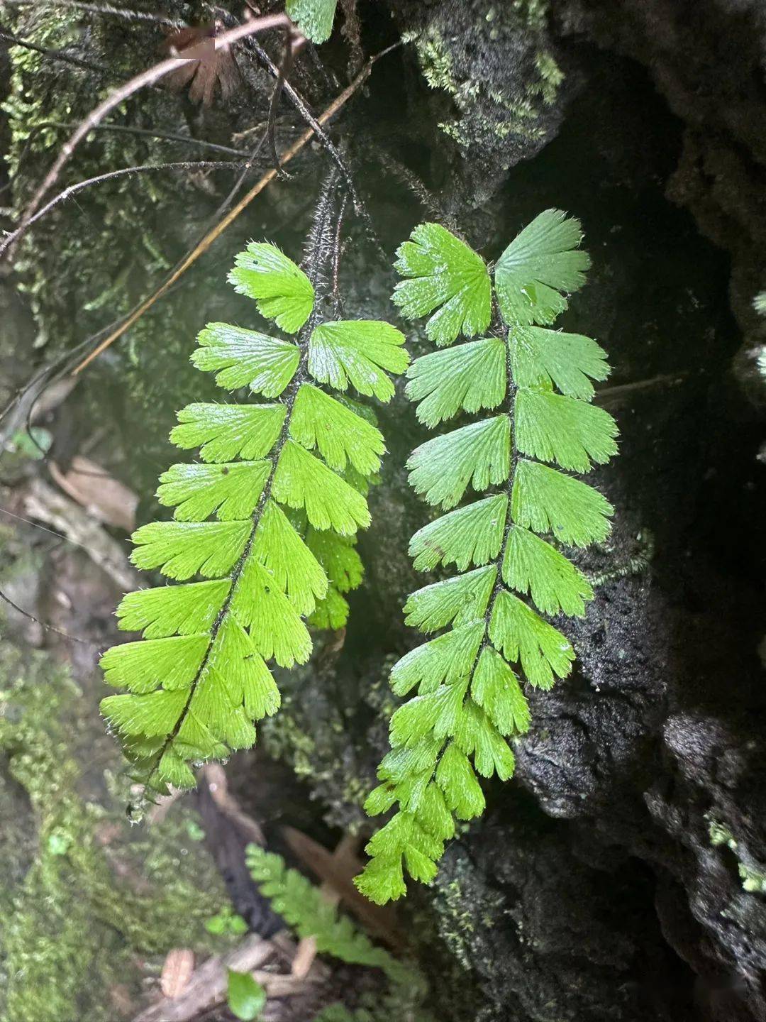 adiantum flabellulatum凤尾蕨科铁线蕨属99,野百合 lilium brownii