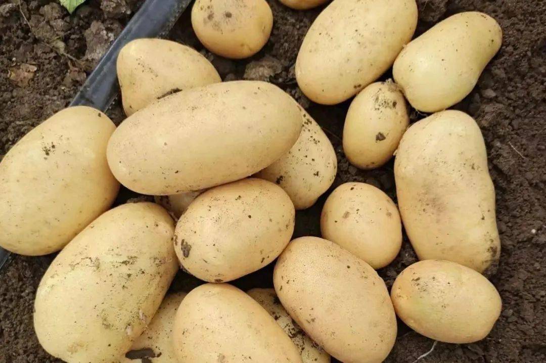 据了解,庄薯5号以庄薯3号为母本,新大坪为父本杂交选育而成,生育期110