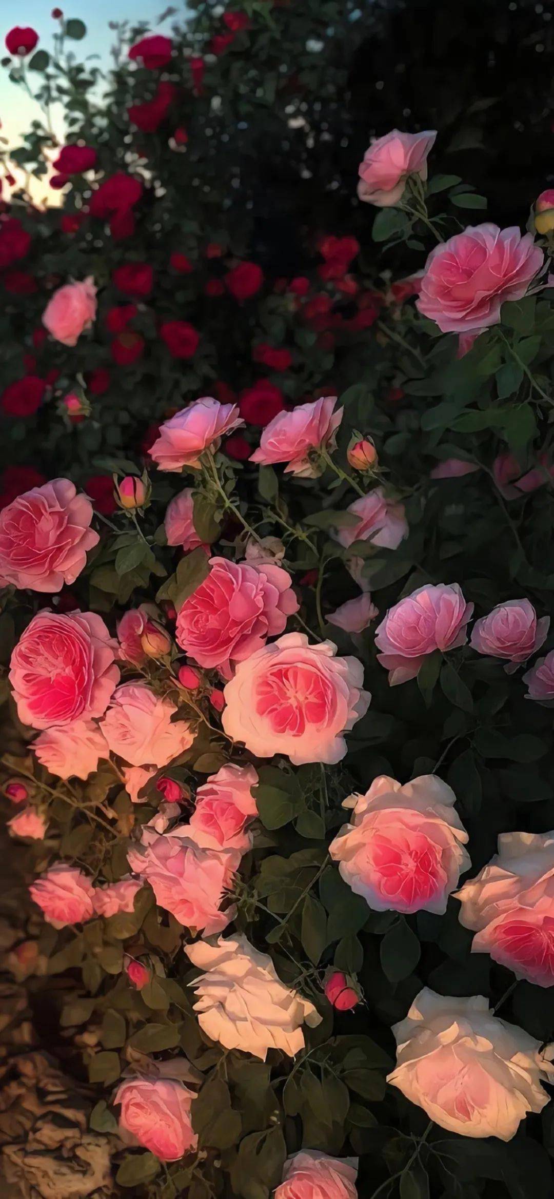 鲜花小众背景图图片