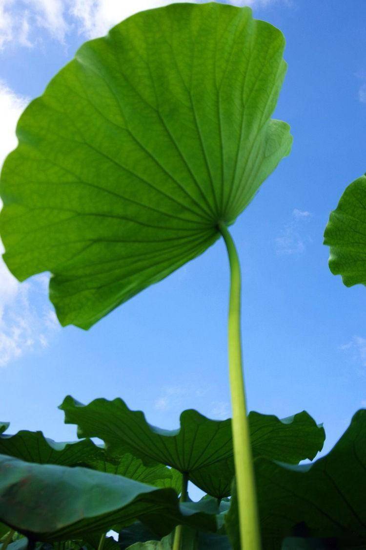 家乡的荷塘_荷花_荷叶_人们