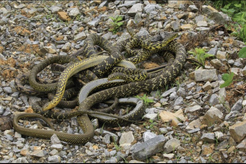 利川森林警察大队放生近期救助的50余条野生蛇_谋道镇_组织_山林