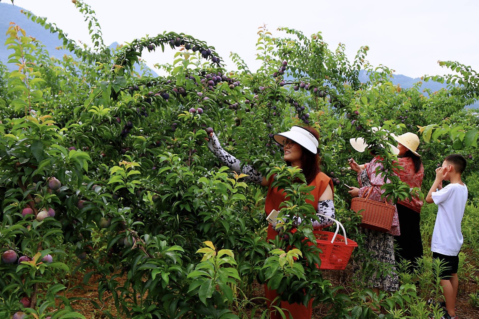 建始长梁:李子挂满枝 采摘正当时
