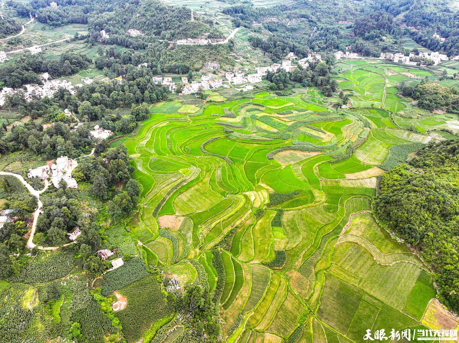 黔西雨朵镇:夏日风光美如画_种养_景色_贵州省