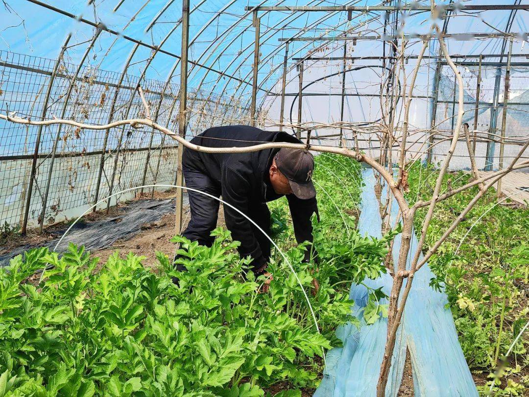 "绿色黄金"老山芹成餐桌新贵!_种植_商庆梅_野菜