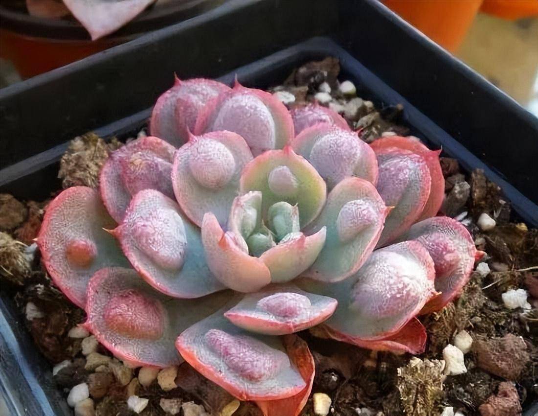 玫瑰_丽娜_美人