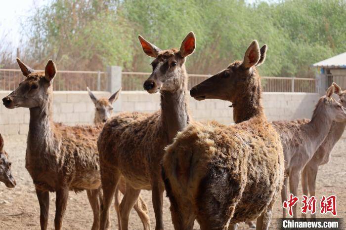 探访新疆兵团马鹿养殖场:货车司机成养鹿"专家"_刘增_天山_刘佳乐