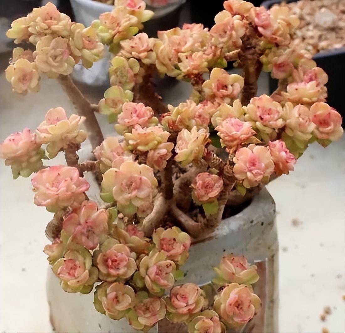 玫瑰_丽娜_美人