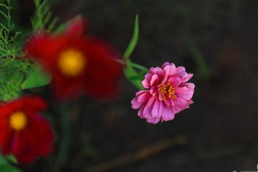 看临沂|(60)格桑花,百日菊竞相绽放_隧道_海洋_阳光