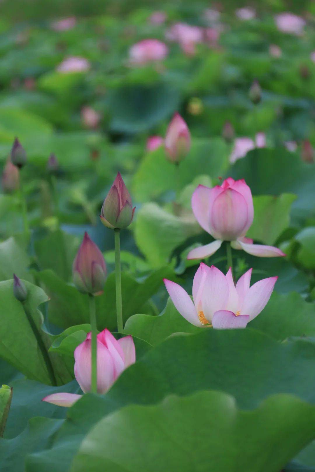 绿美陆河 邀您赏荷!共联的荷花开啦!快来打卡_夏天_荷叶_地址