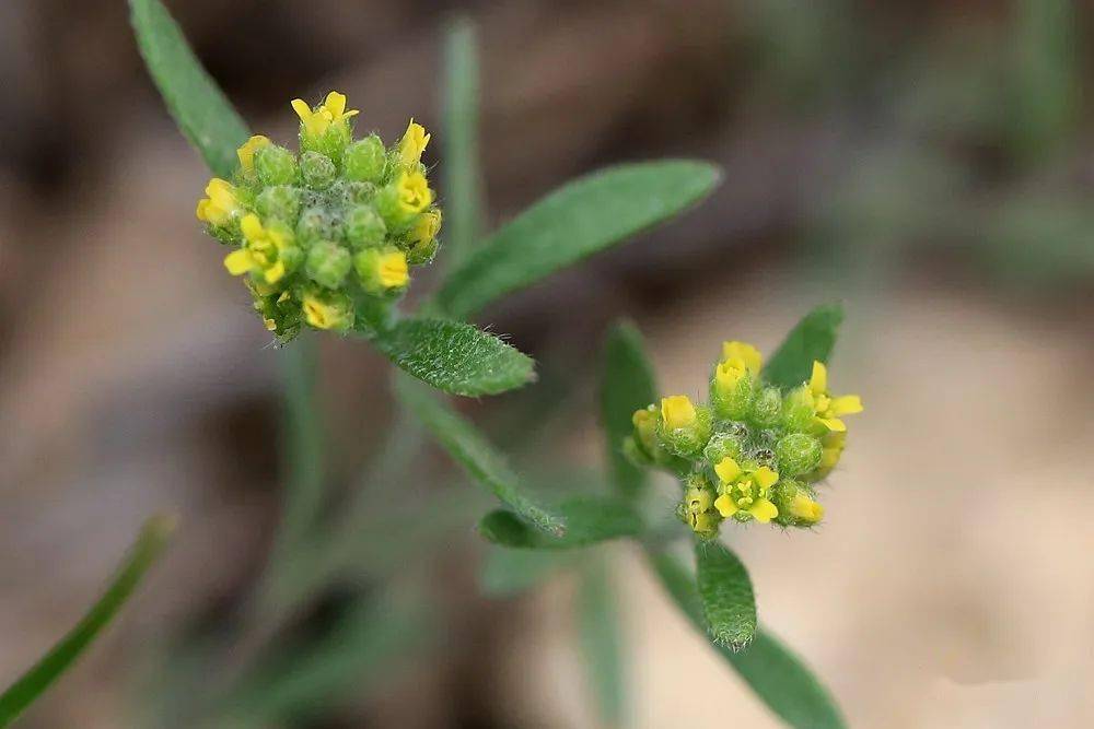 早春新疆|十字花科的思迷2_顶端_角果_生叶