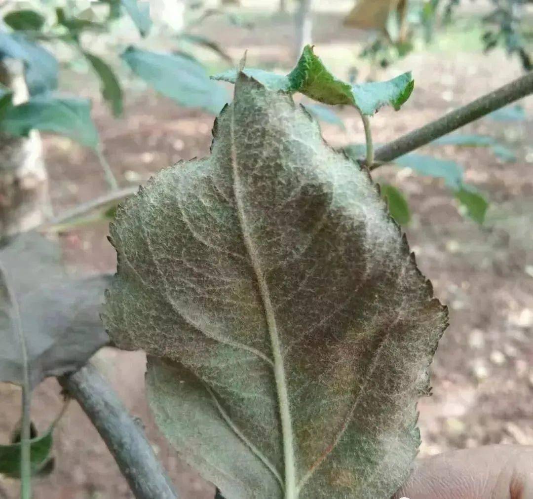 【植保】遇到苹果疫腐病应该怎么办_发病_果实_地面