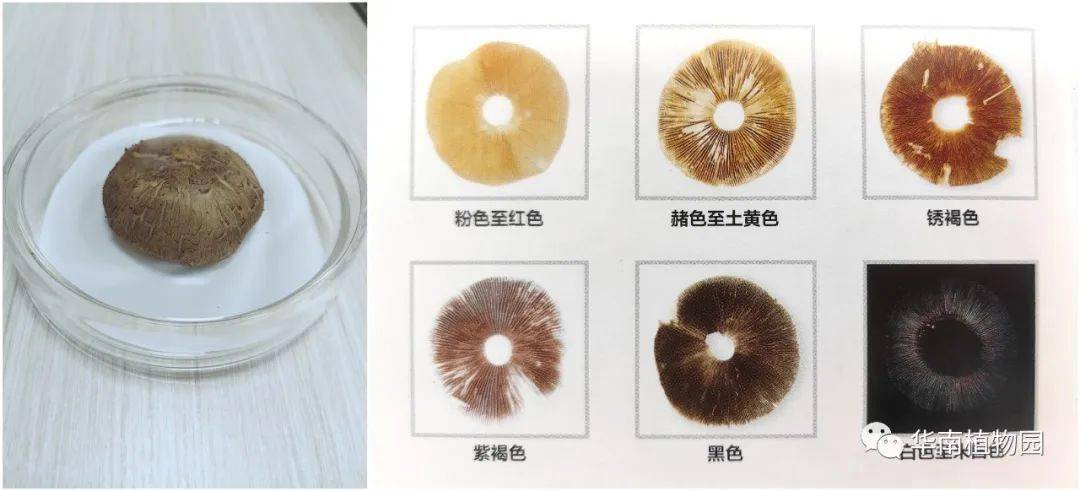 金针菇孢子印图片