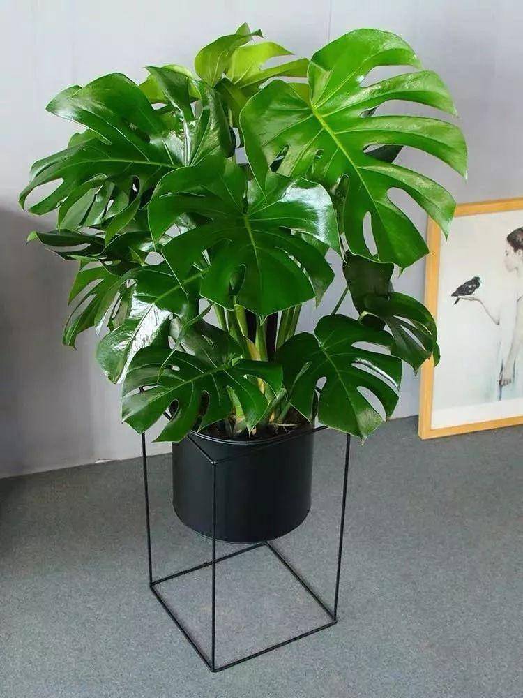 4种大中型观叶绿植,就是"天热加湿器",给你清凉一夏