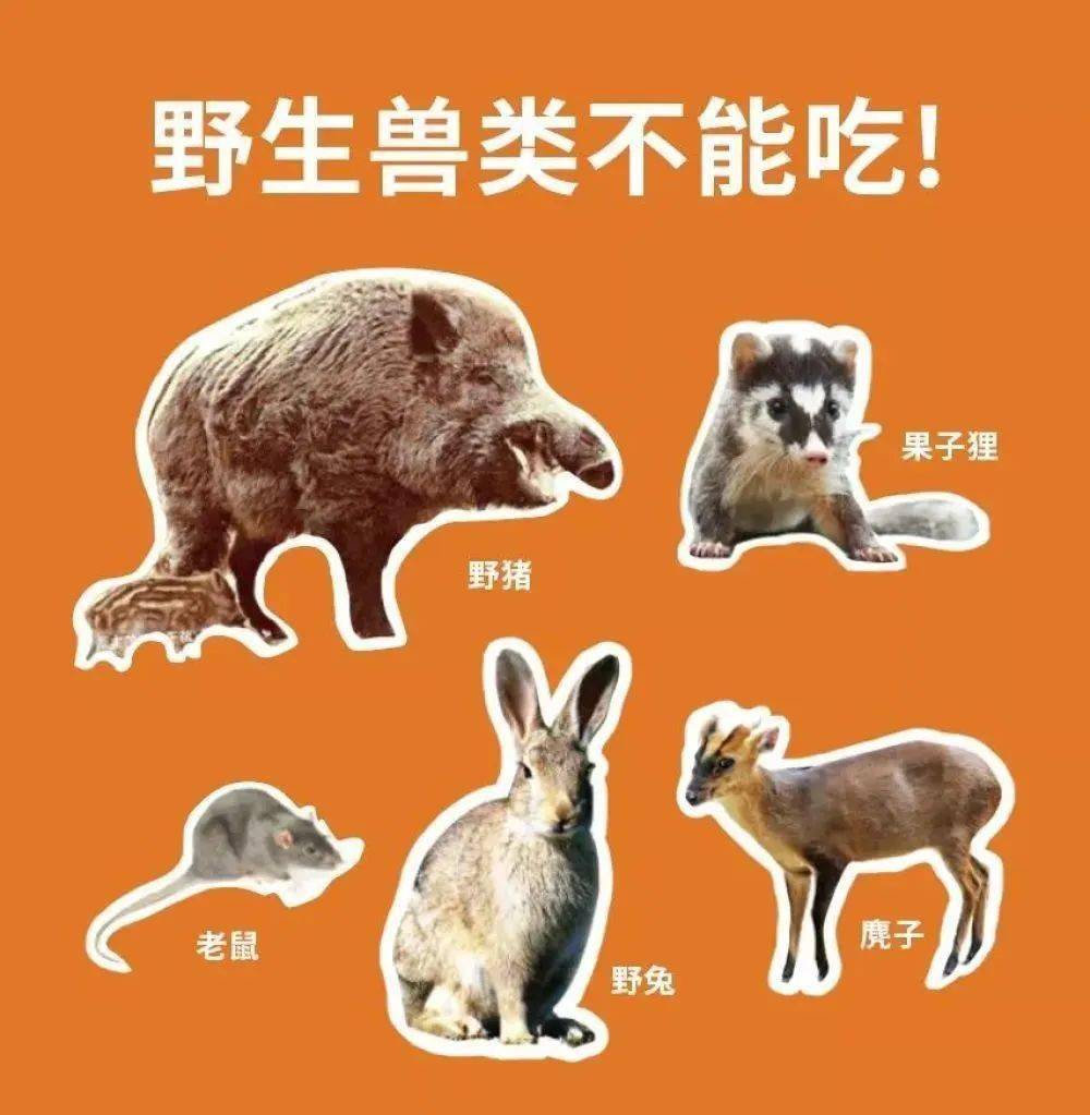 最新禁止野生动物名单图片