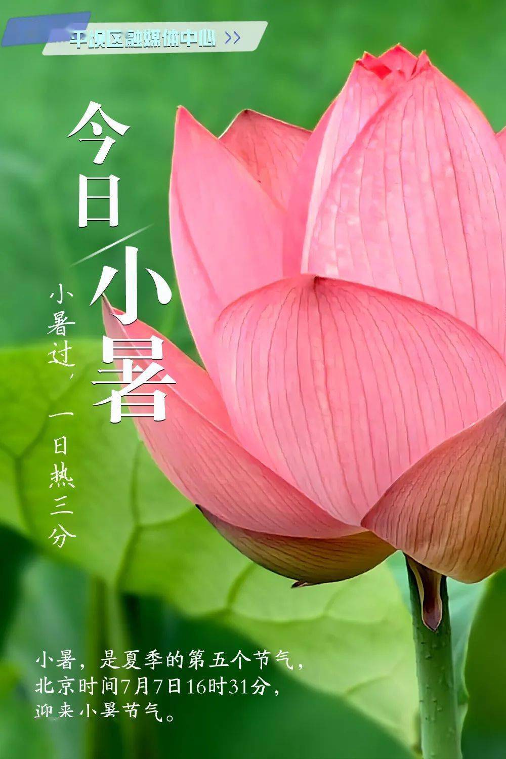 【二十四节气】今日,小暑_平坝_天气_高温