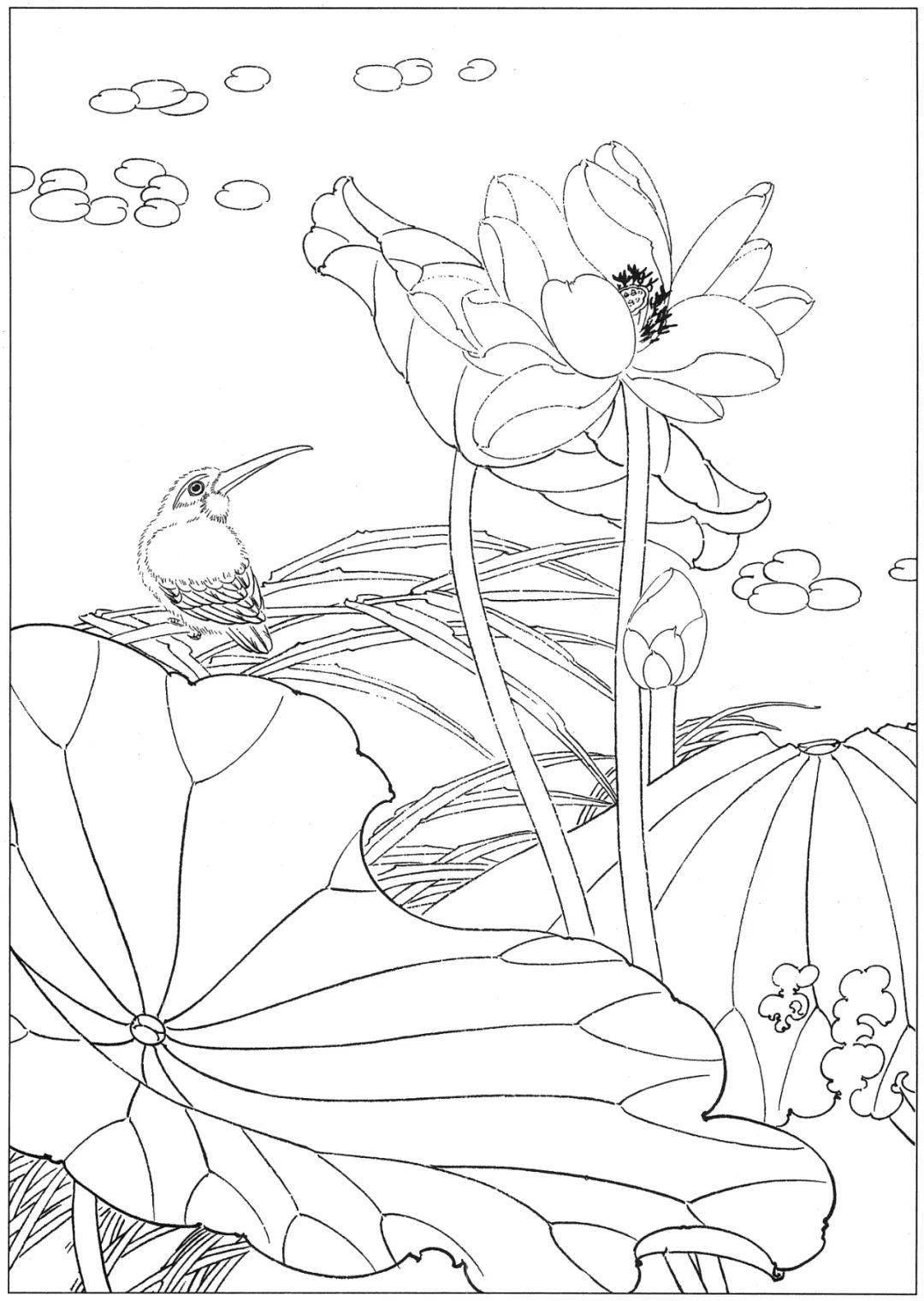 白描素材:高清荷花