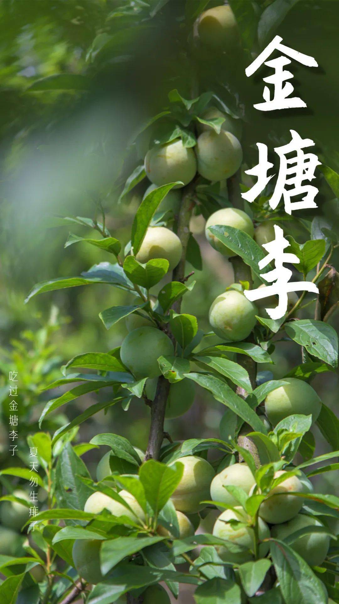 金塘李免费送啦!_李子_山潭舟_地点