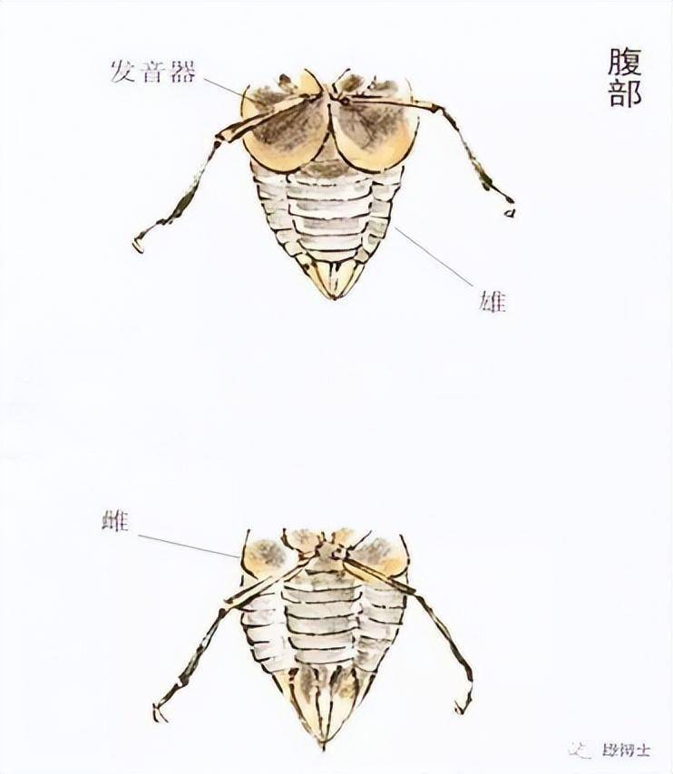 蝉怎么叫图片