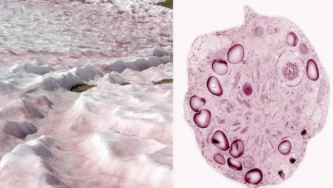 美西山脉出现粉红色的"西瓜雪",是怎么回事?_来自_图片_版权