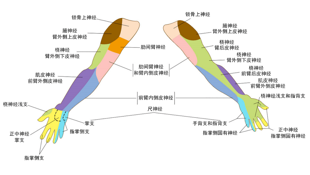 臂丛腋路最简单定位图片