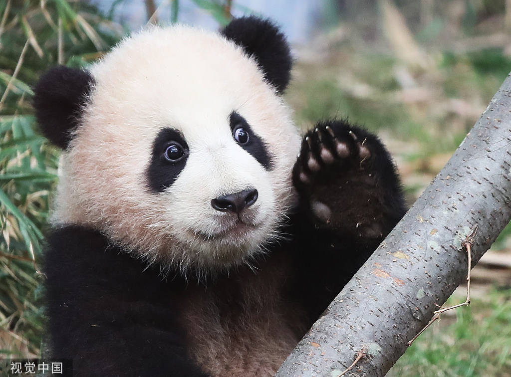 韓國動物園為大熊貓福寶招