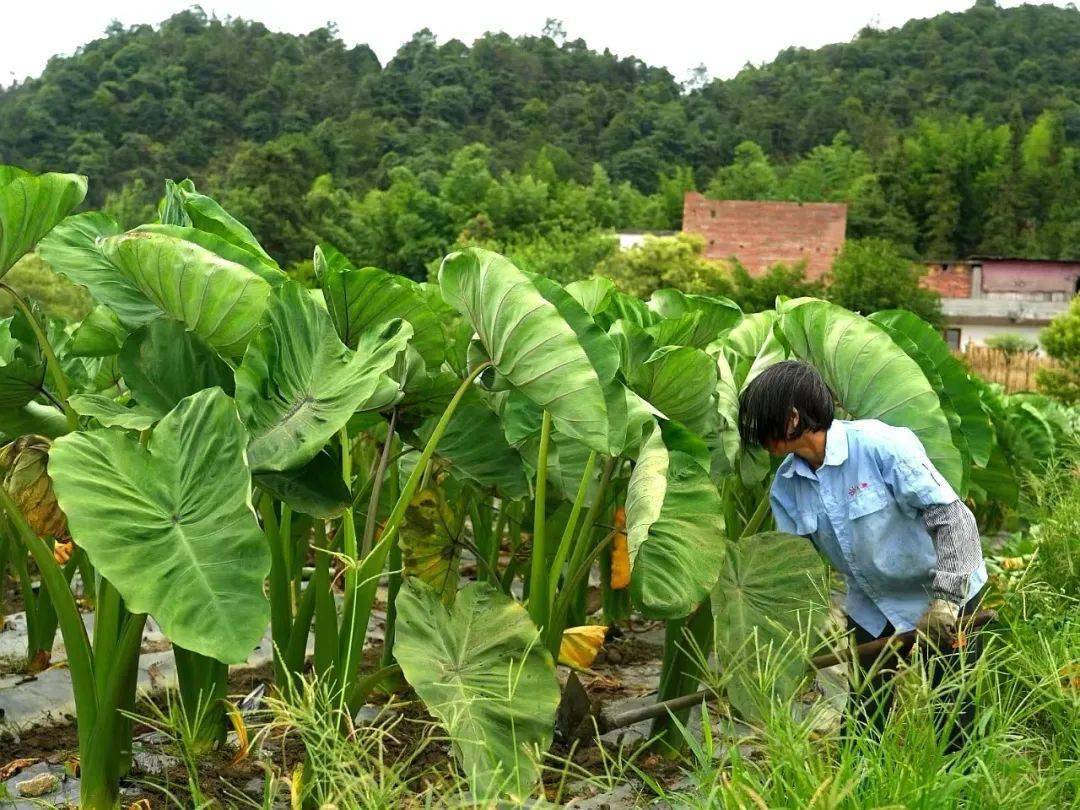 洛阳镇:芋头种植超200亩 五带模式促增收