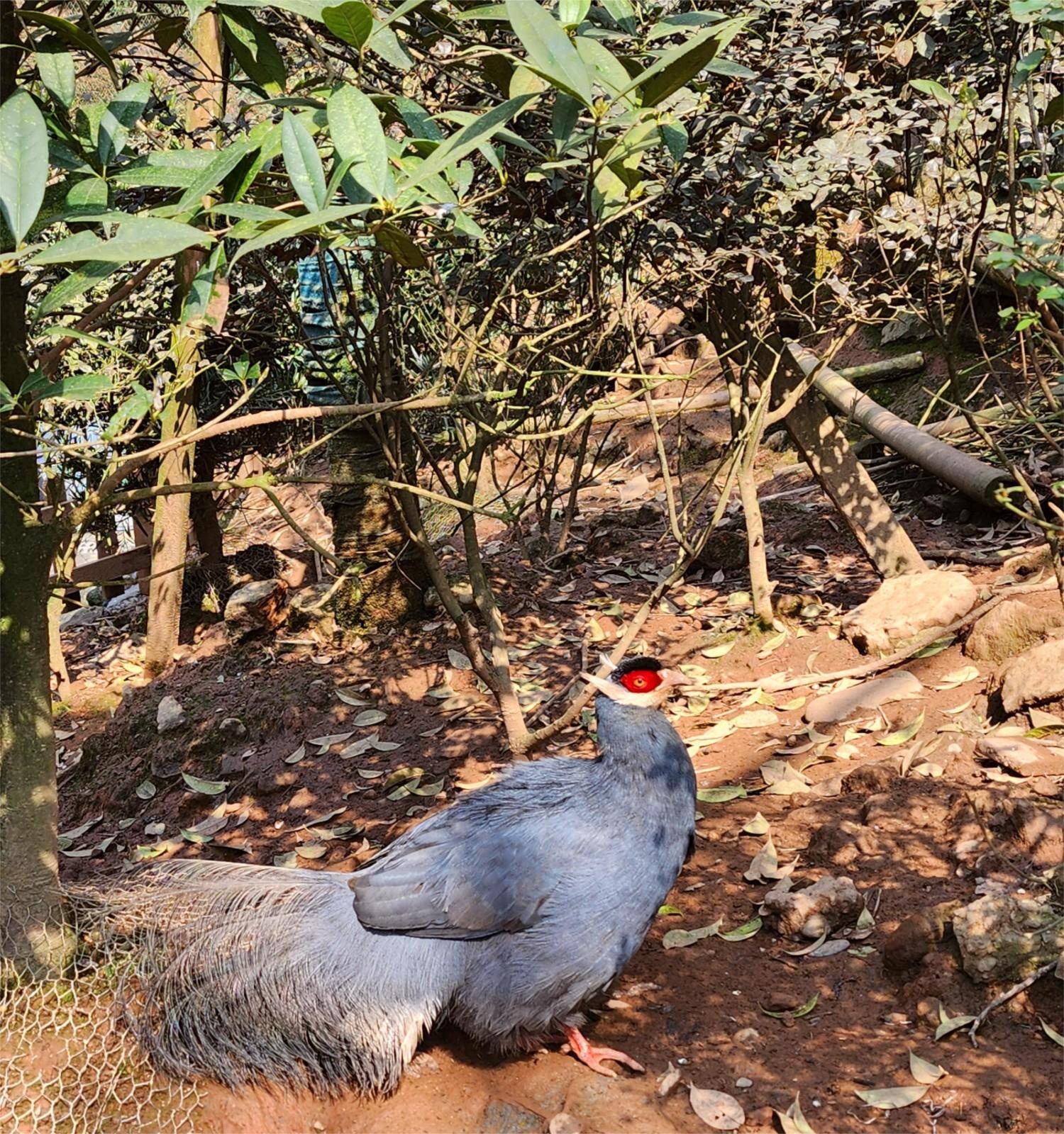 自然探秘所 | 蓝马鸡的故事_小妹_弟弟_羽毛