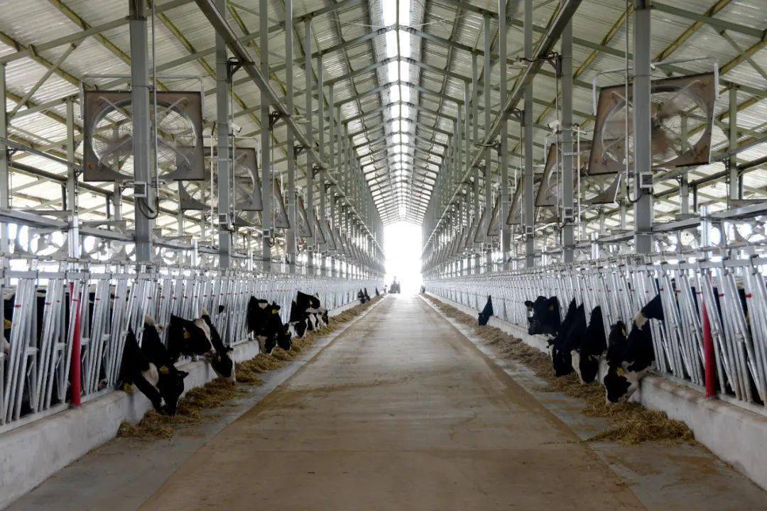 伊利优然首批奶牛落户汝阳_养殖_产业_项目