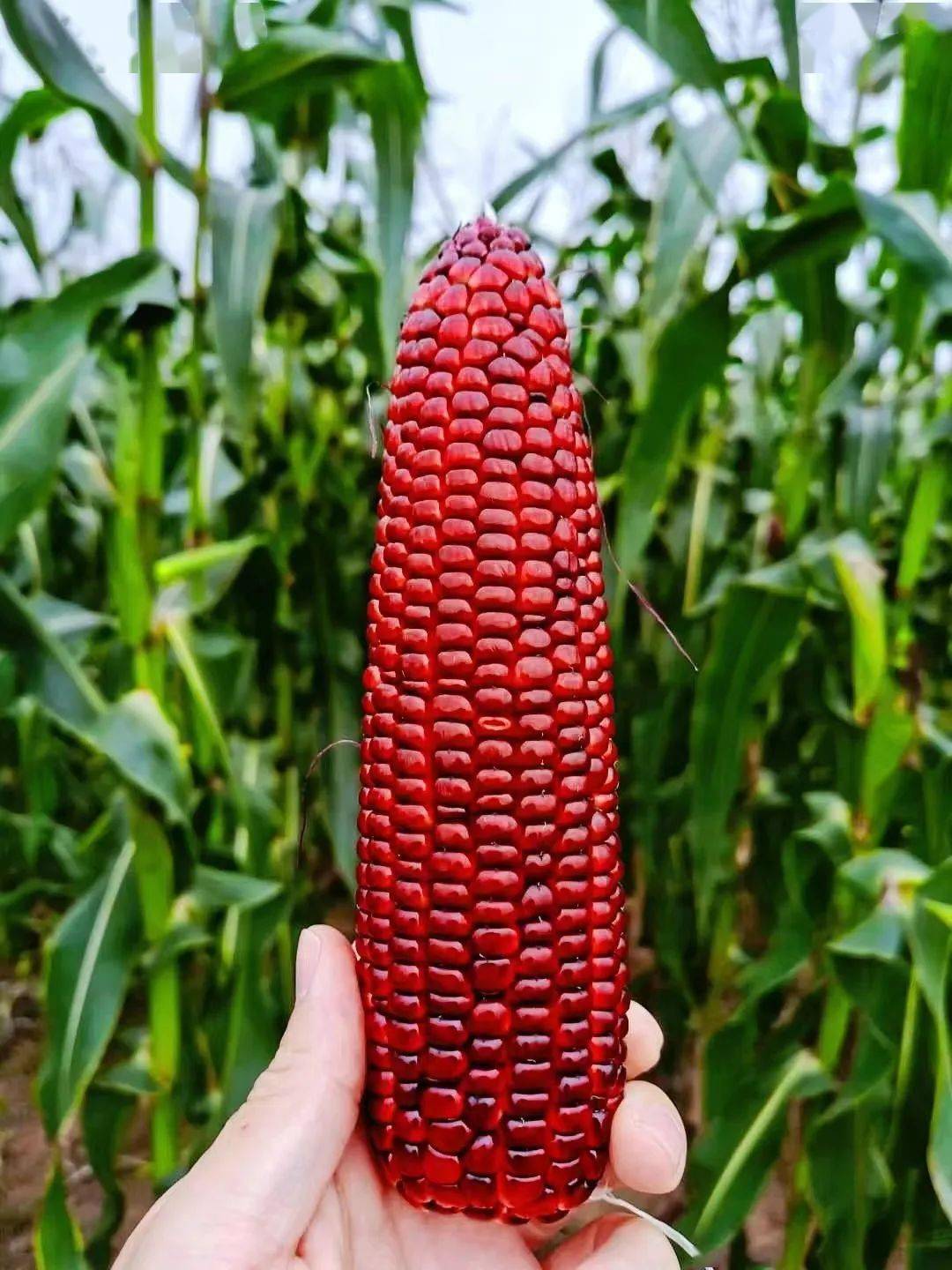 大家的喜爱~~红玉米不同于目前国内现行的黑色糯玉米和紫色糯玉米品种