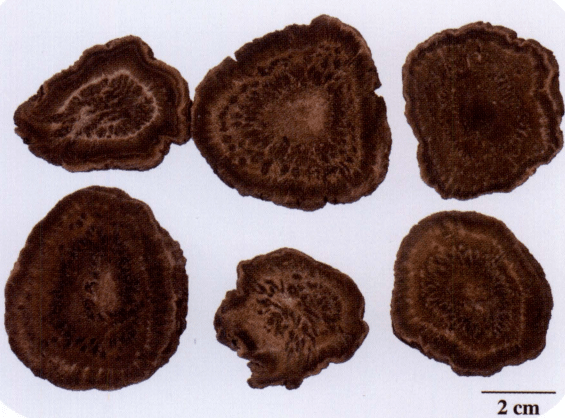 【中药】每日一药-大黄_作用_棕色_解毒