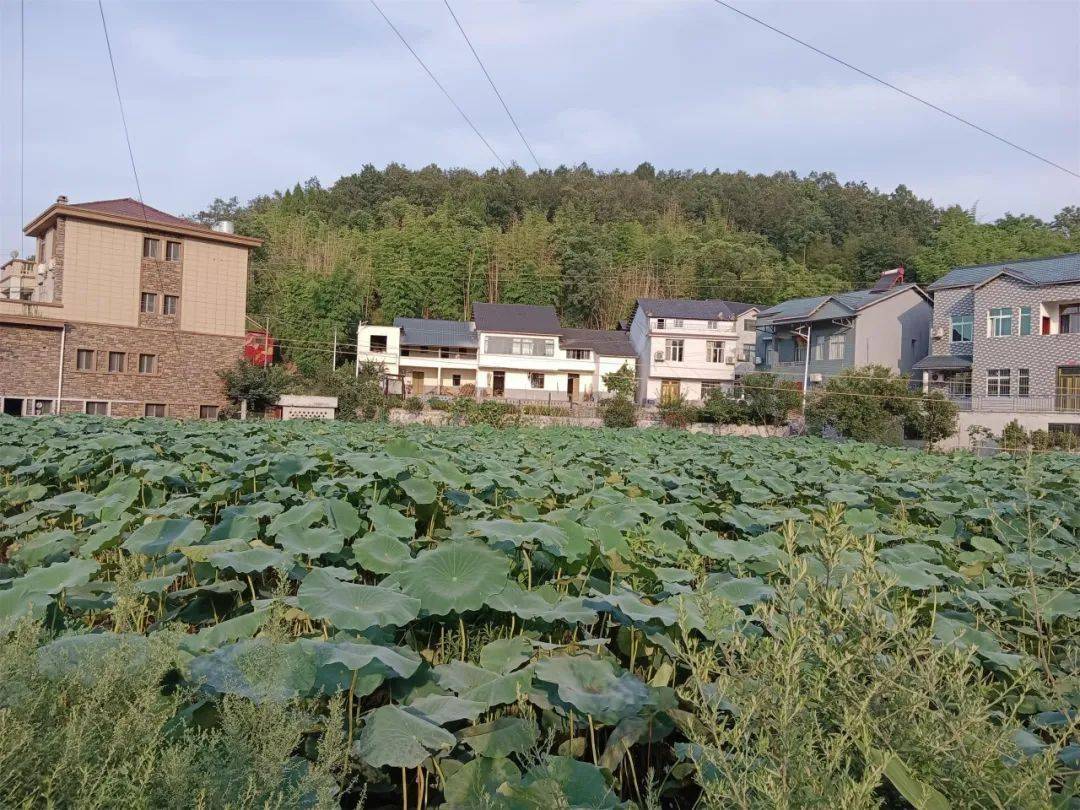 石马镇石门村:垃圾不落地 村居更美丽