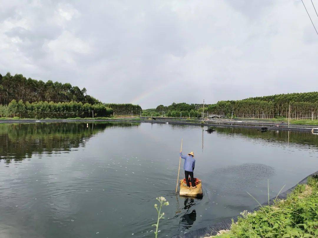 合浦这里万亩虾塘迎丰收,成为村民增收致富的引擎_西场镇_林屋_养殖户