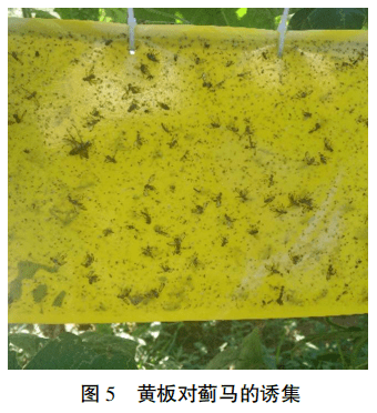 所有人,最全豇豆蓟马高清图谱及防治方案,让虫子死光光!