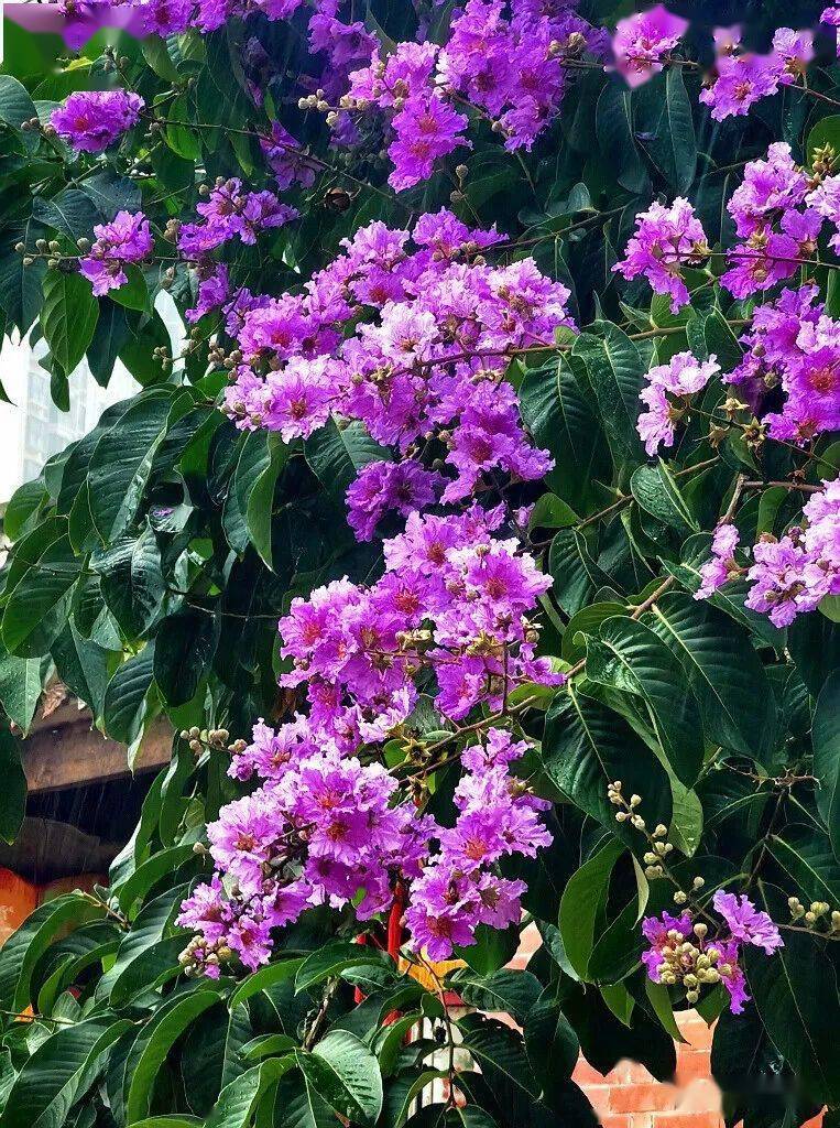 大花小花紫薇花