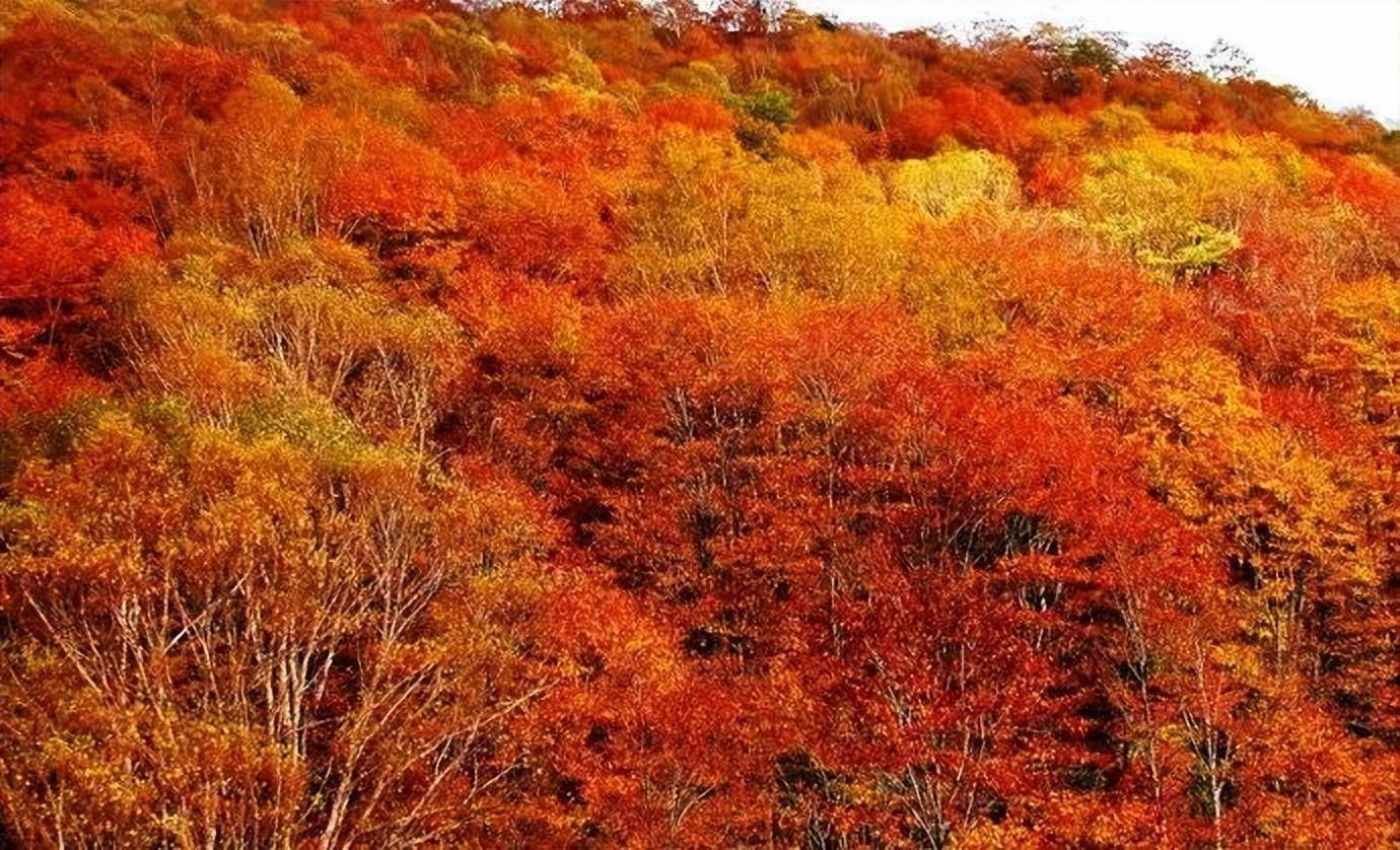 红叶_红色_颜色