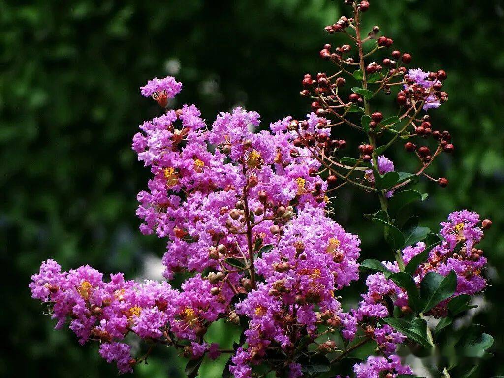 大花小花紫薇花_小叶_花儿_椭圆形