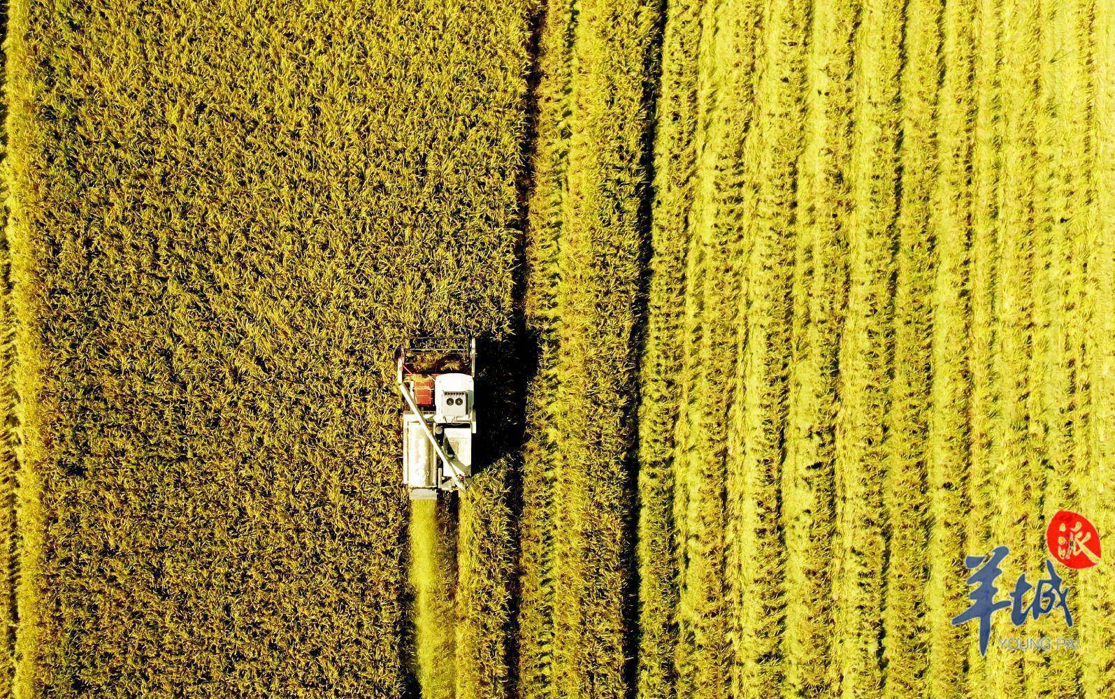 乡村周记丨梅县西部乡村旅游精品线路发布;韶关柑橘园套种玉米实