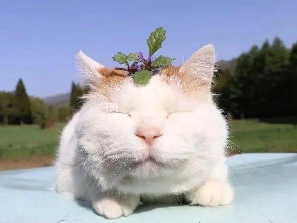 小猫咪面部表情解读_心情_吐舌头_瞳孔