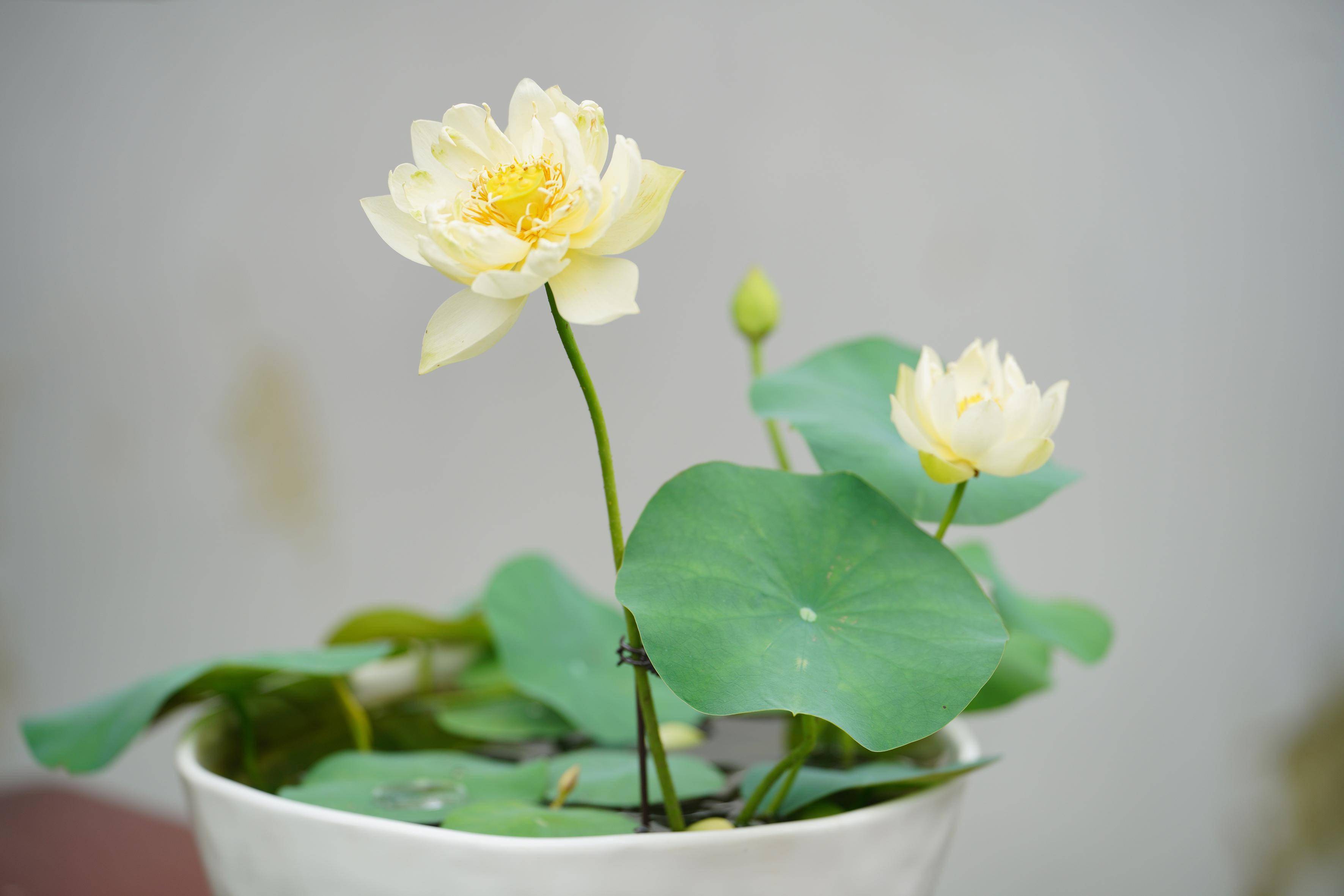 凌波仙子展芳容,古猗园荷花睡莲已进入盛花期_莲叶_品种_热带