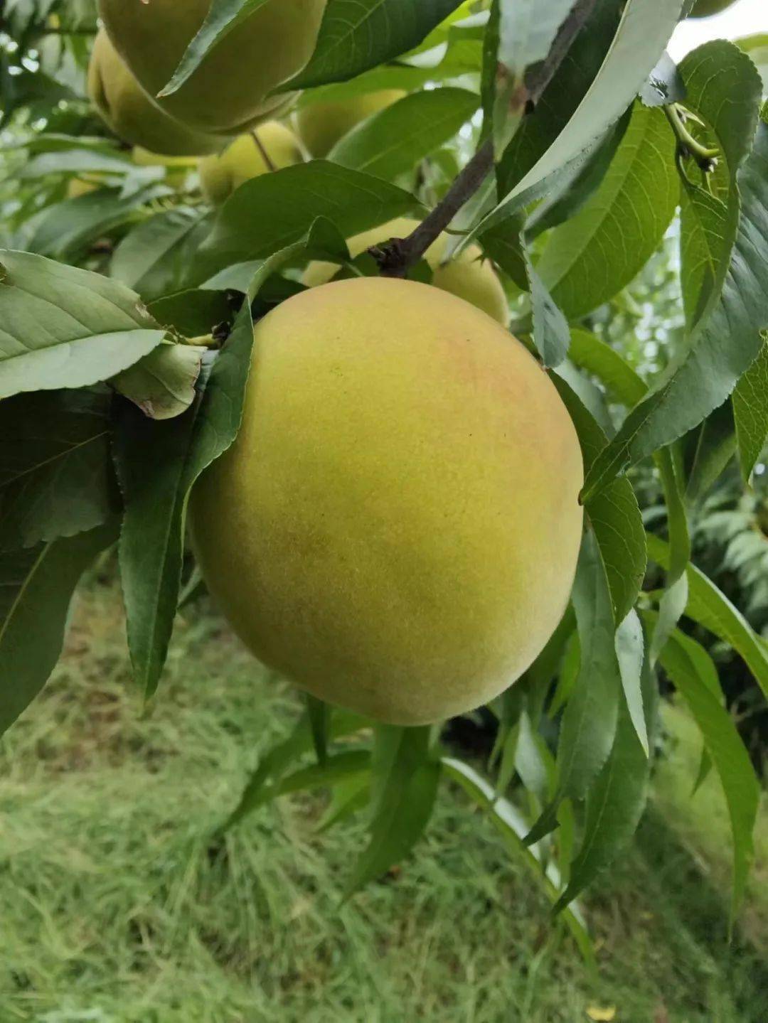 速来,便可将甜蜜带回家!_瞬间_水果_夏天