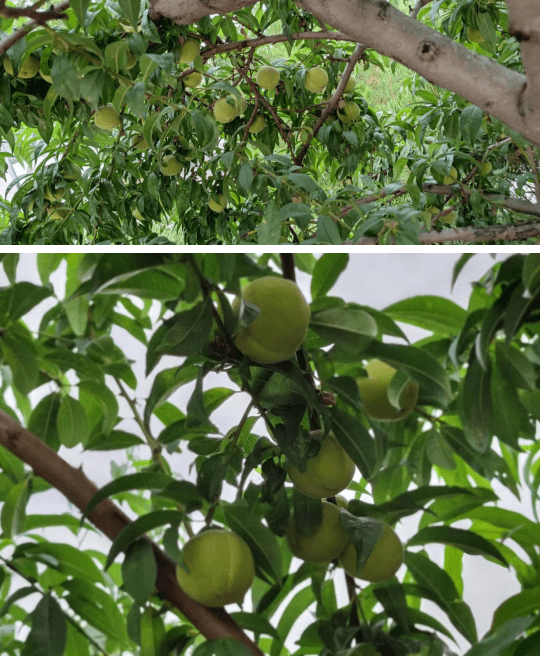 每日一图:朔城区敬德实验中学校园桃李满园硕果累累_王晓菲_赵义富