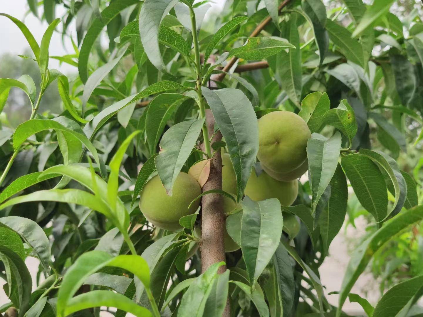 每日一图:朔城区敬德实验中学校园桃李满园硕果累累