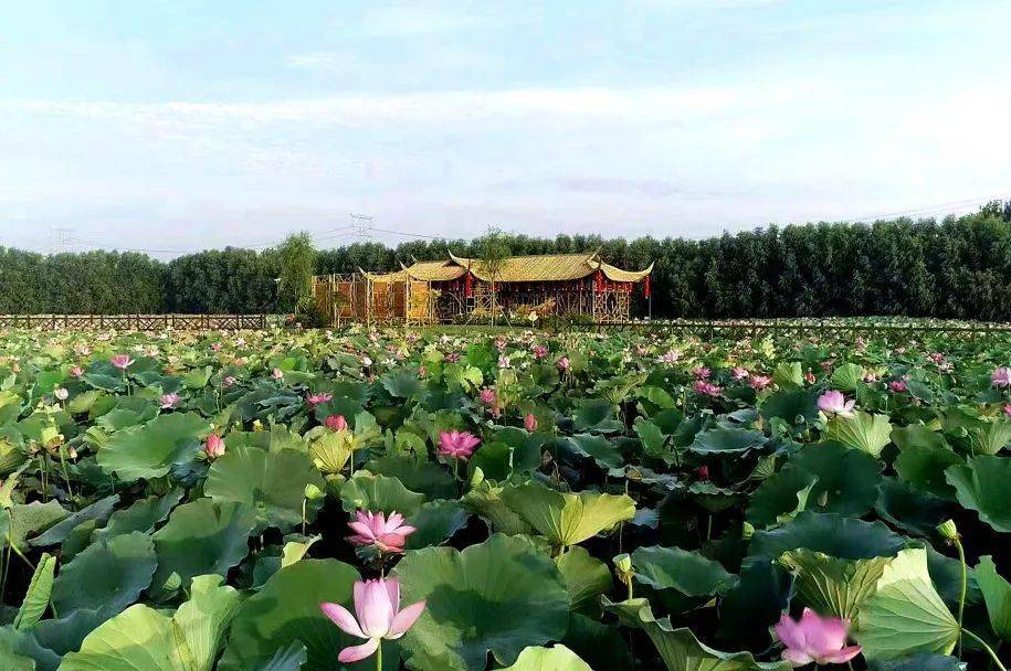 万亩荷塘景区的湖心观景露台国网香河县供电公司充分挖掘用户需求全力